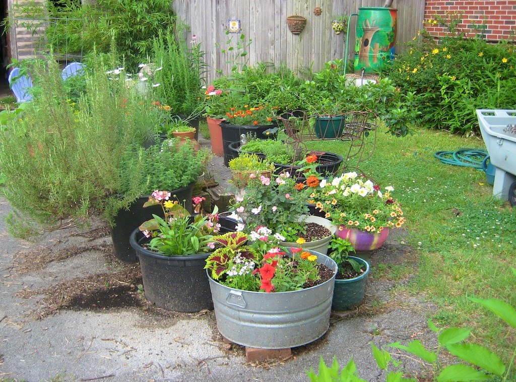 On Brangus Lane: Container Garden