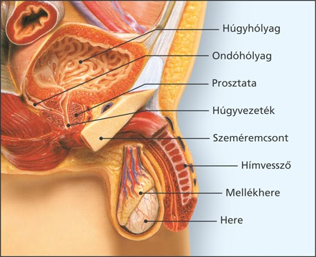 A D-vitamin és a rák | Vitaldepo Webáruház