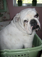 Lulu caught sleeping in my laundry basket!