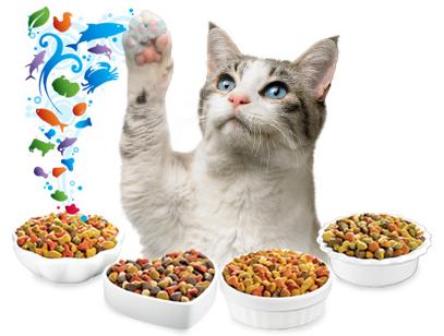 cat diet and nutrition