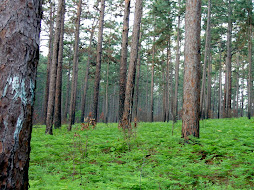 east texas pines - I grew up here.