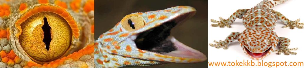 We Sell Wild Tokay Gecko