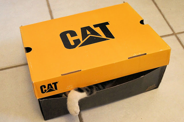 Cat-Box.jpg