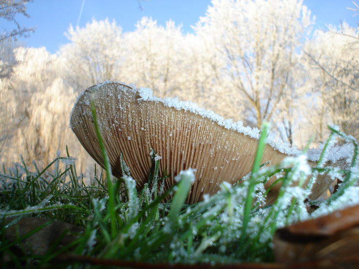 WINTER PADDESTOELEN