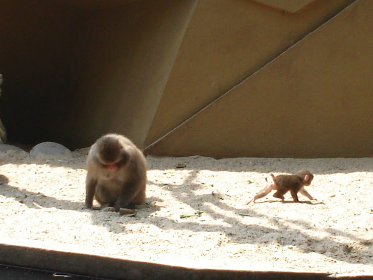 JONG LEVENTJE DIEREN