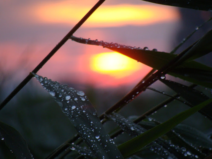 Riet zo fijn, druppel zo klein