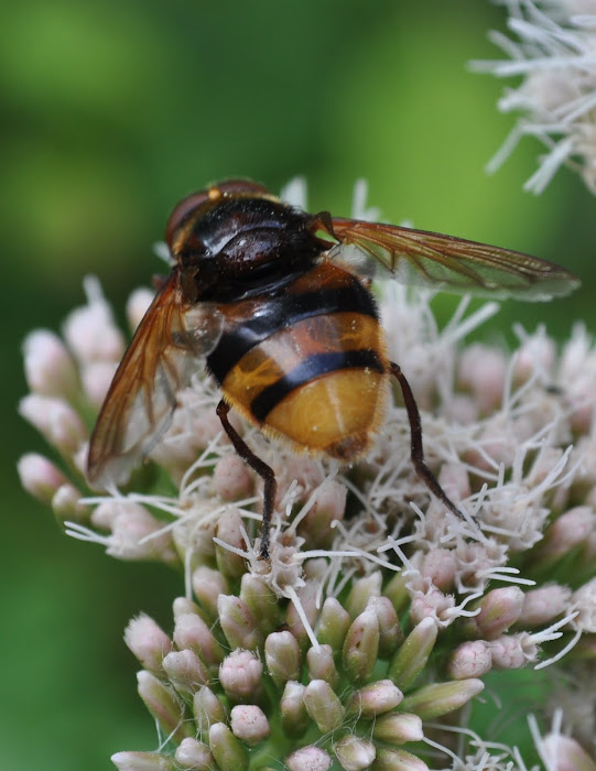 vliegenier van de bloem