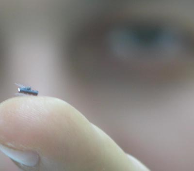 [robo-mosca-20091020110003.jpg]