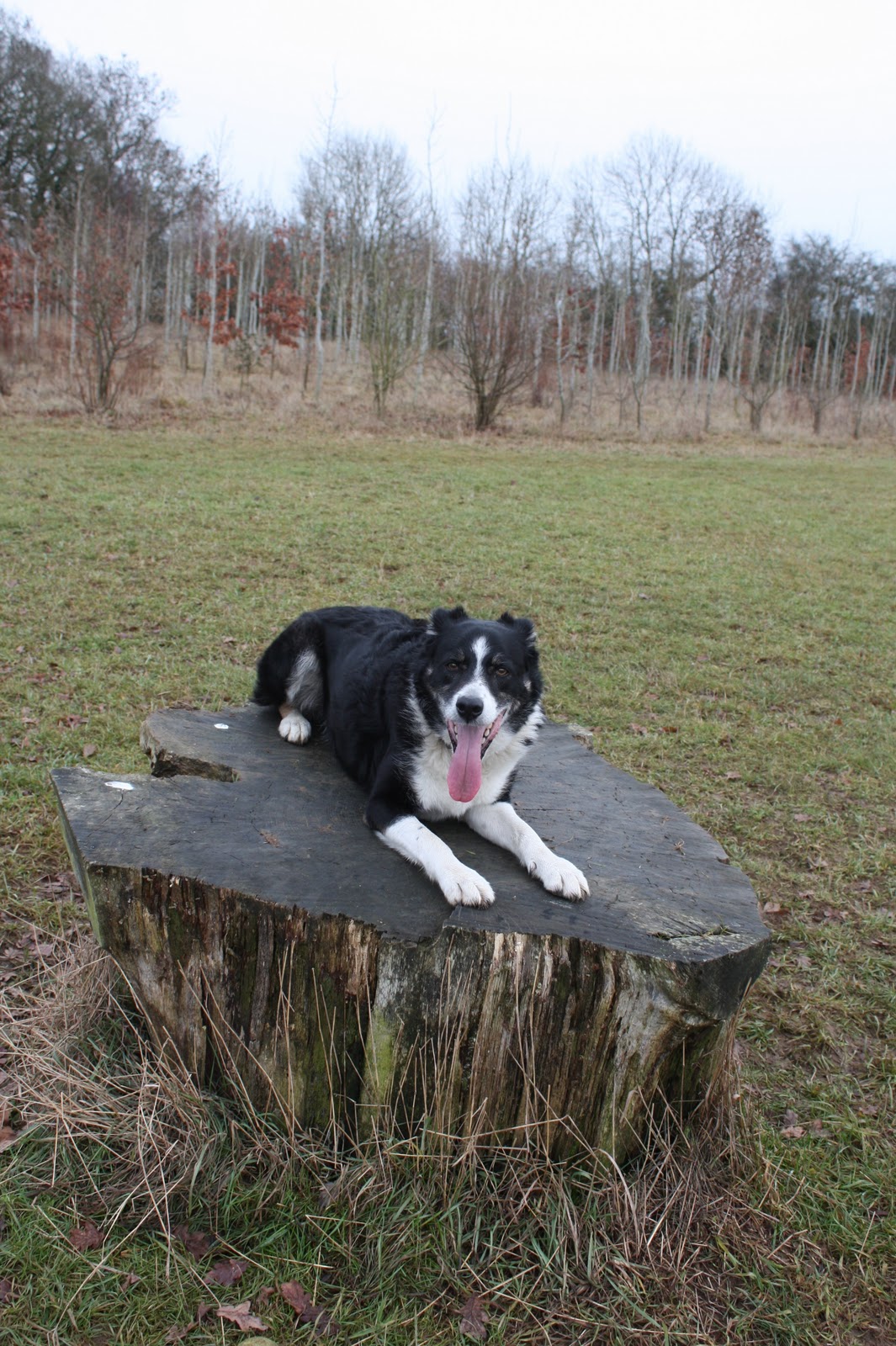 Paws Under the Table The Lamb & Flag, Hailey