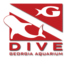 Click for Dive Immersion Program