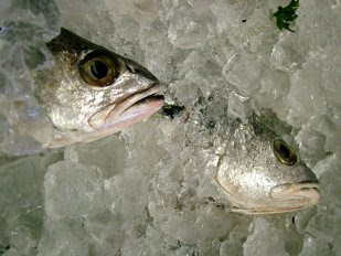 O peixe certamente que pode ser congelado e marisco fresco congela bem.