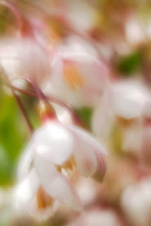 Spring blossoms - beautiful flowers ( photoforu.blogspot.com )