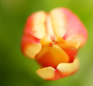 Oooopening - beautiful flowers ( photoforu.blogspot.com )