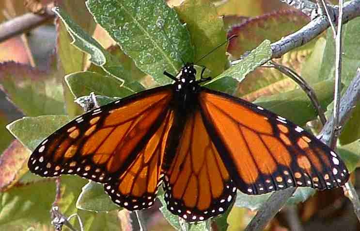 [Monarch_butterfly_7.jpg]
