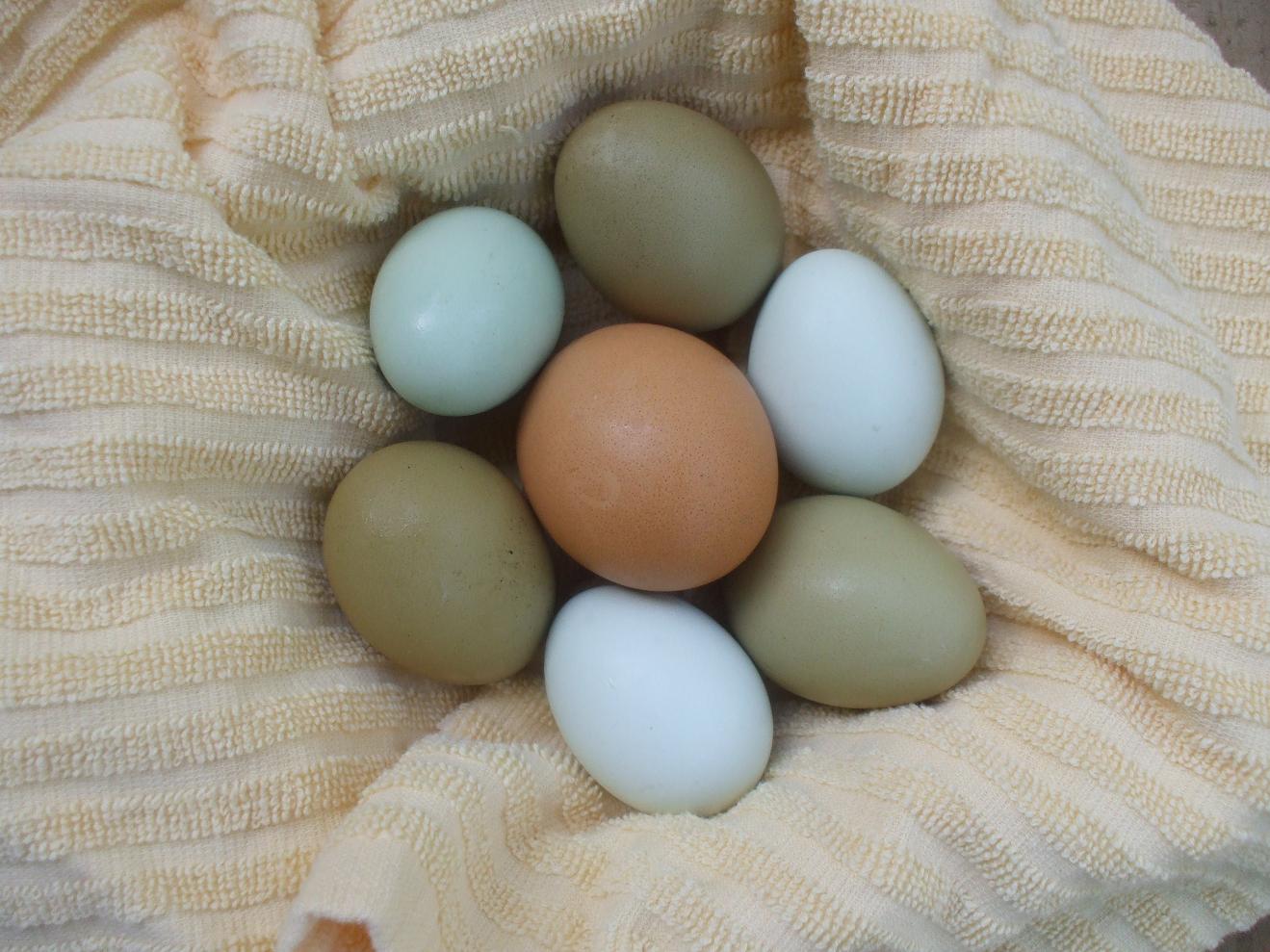Где Купить Хорошие Яйца