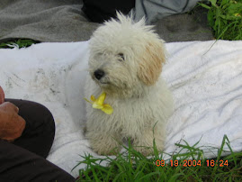 MI PERRO
