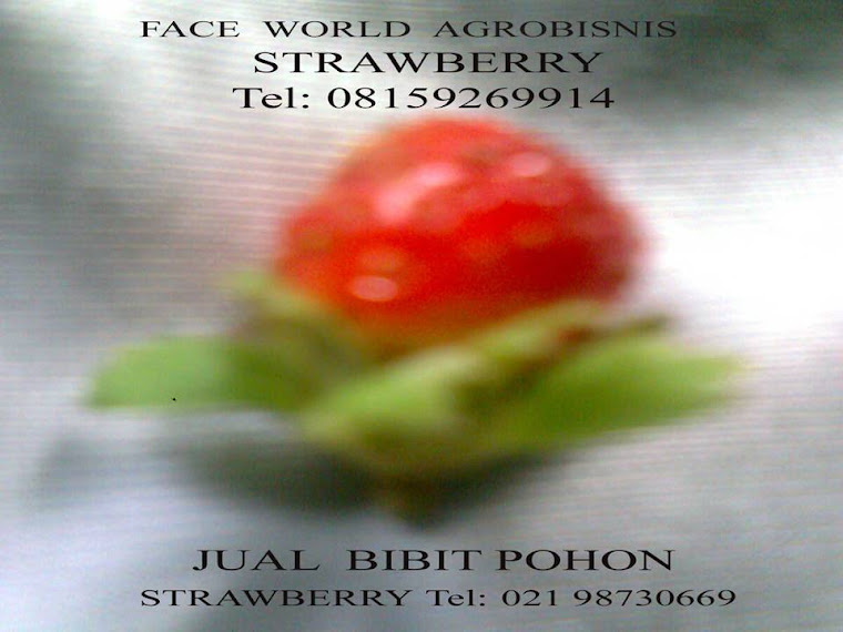 You wish to buy tree seed  of strawberry contacts us  tel 08159269914 or 02198730669