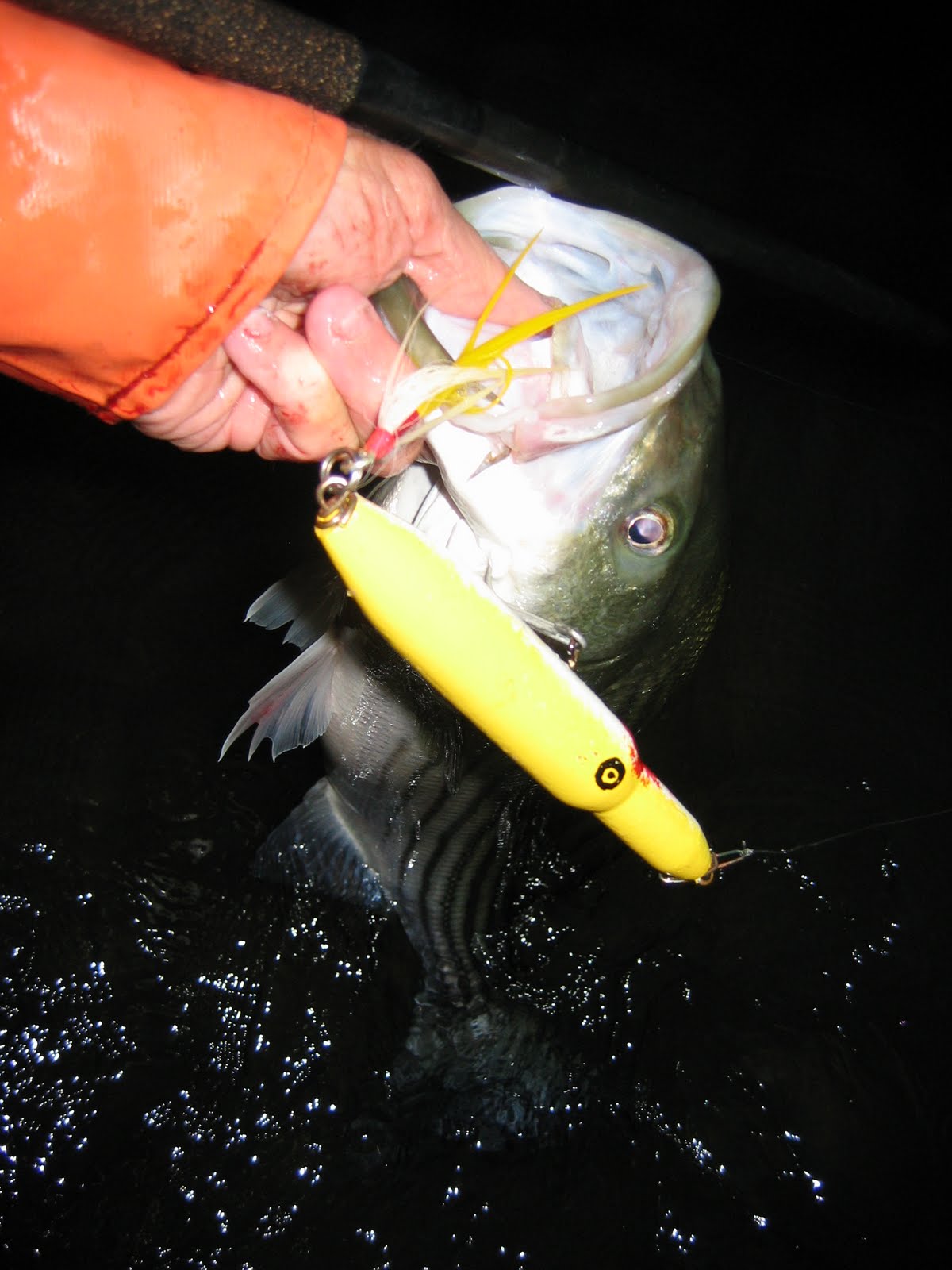 Rhode Island Striped Bass Top 5 Lures for September