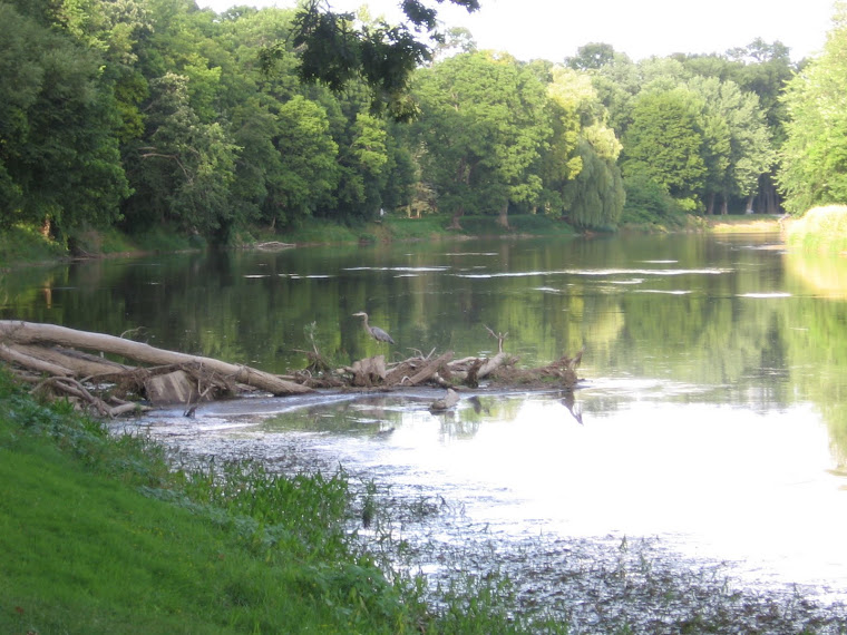 Wildlife on the River