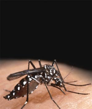 dengue