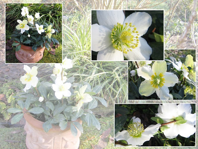 -neuer Gartentraum-: Januar 2011