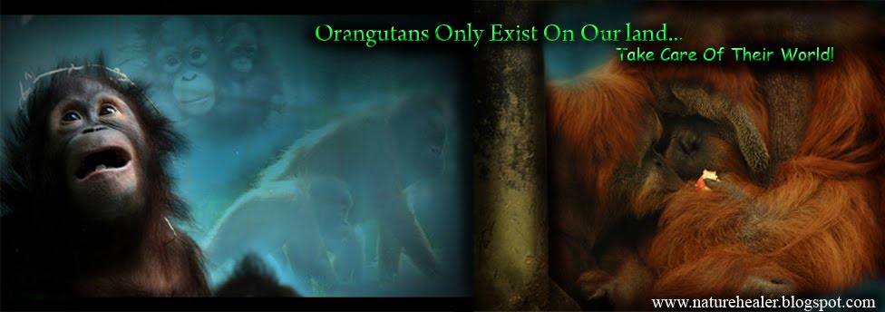 Save the Orangutans - You Are Their Hope!