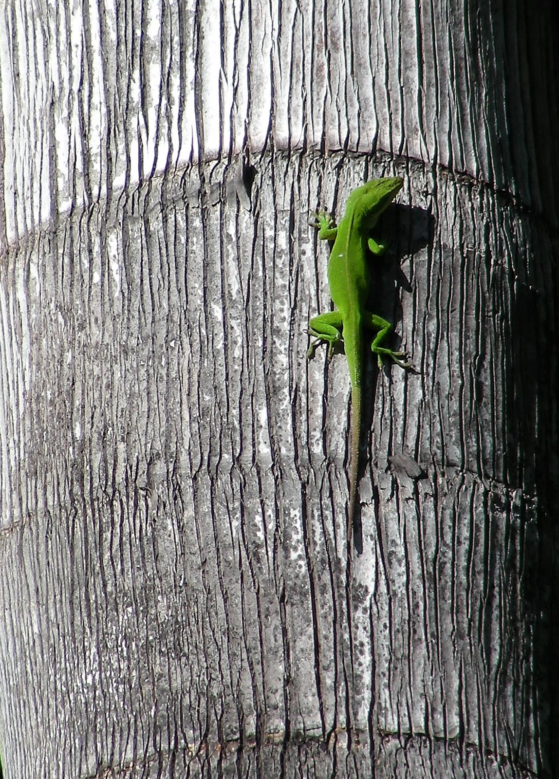 It Just Comes Naturally Lizards