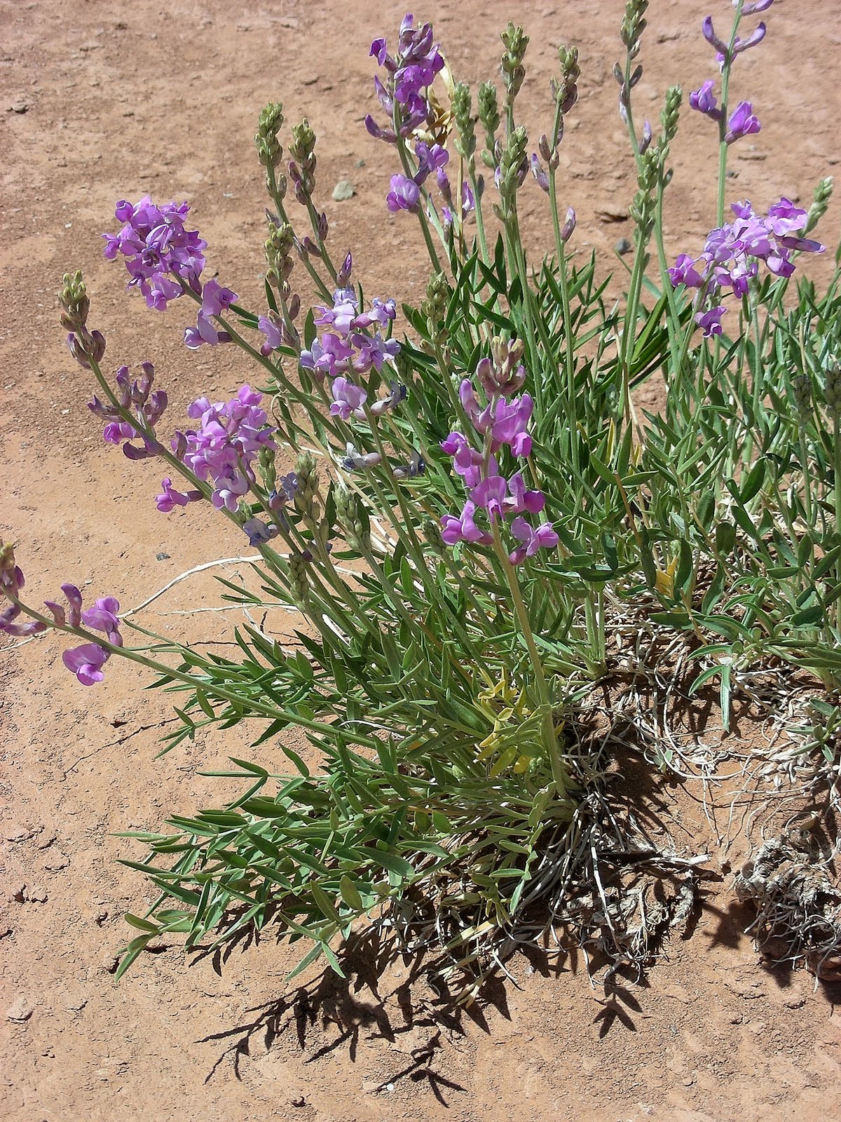 It Just Comes Naturally NotomBullfrog Road en route to Capitol Reef