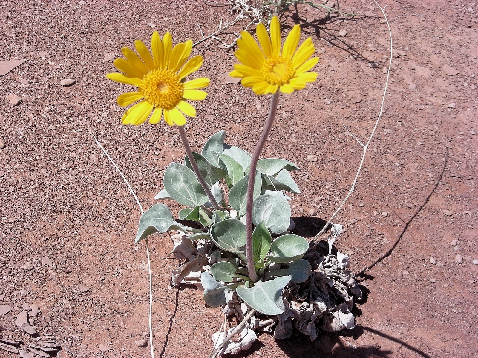It Just Comes Naturally NotomBullfrog Road en route to Capitol Reef