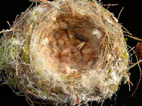 Inside of bird's nest, showing use of wool base - 3rd February 2008