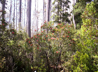 Waratah in the forest along the White Timber Trail, Wellington Range, Tasmania