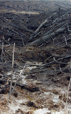 Forest felled and burnt across watercourse, Southern Forests