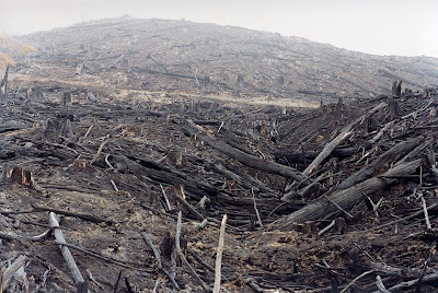 Clearfelled hillside, Southern Forests