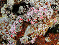 Fungus growing on lichen, Mt Wellington - 8 May 2007