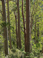 Forest below East-West Firetrail, Collins Bonnet Track - 11 May 2007