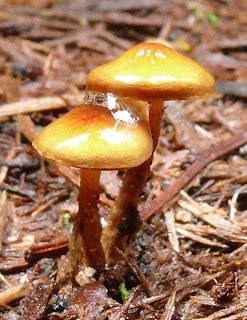 Fungus on log, Mt Wellington - 13 October 2007