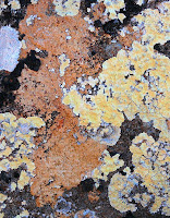 Lichen on Dolerite - 25 Oct 2007