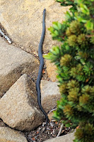 White-Lipped Whipsnake (Drysdalia coronoides), Hartz Mountains - 30th January 2010