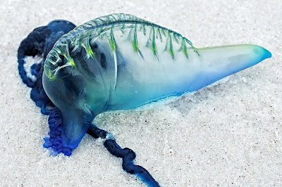 Bluebottle, Physalia utriculus, on Friendly Beaches - 7th March 2010