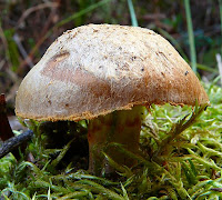 Fungi, Mt Wellington, Tasmania - 24th May 2008