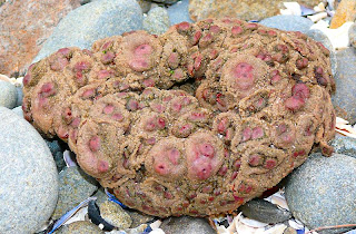 Unidentified deceased sea creature - possibly a Swimming Anemone?, Phlyctenactis tuberculosa - 7th June 2008