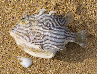 Shaw's Cowfish, (Aracana aurita) Hope Beach - 14th August 2008