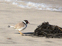 Hooded Plover, Thinornis rubricollis, South Cape Bay - 15th August 2008