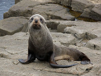 ?Fur Seal, Standup Point, Tasman Peninsula - 25th October 2008