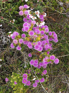 Melaleuca squamea, Swamp Honeymyrtle, Mt Brown Track - 25th October 2008