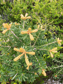 Banksia marginata, Cresecent Bay Track - 25th October 2008