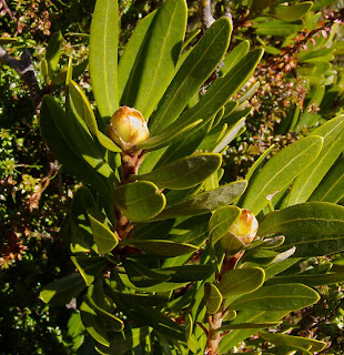 Waratah flower buds, Telopea truncata, Hartz Plateau - 23rd October 2008