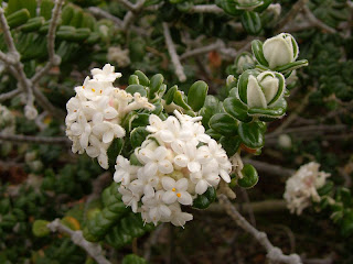 Heath plant, Crescent Bay Track - 3rd January 2009