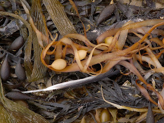 Seaweed at South Cape Bay - 17th January 2009