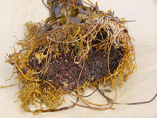 Detail of seaweed (holdfast) at South Cape Bay - 17th January 2009